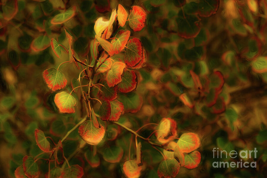 Autumn Leaves in Warm Light Photograph - Before They Turn to Gold by Dodie Ross