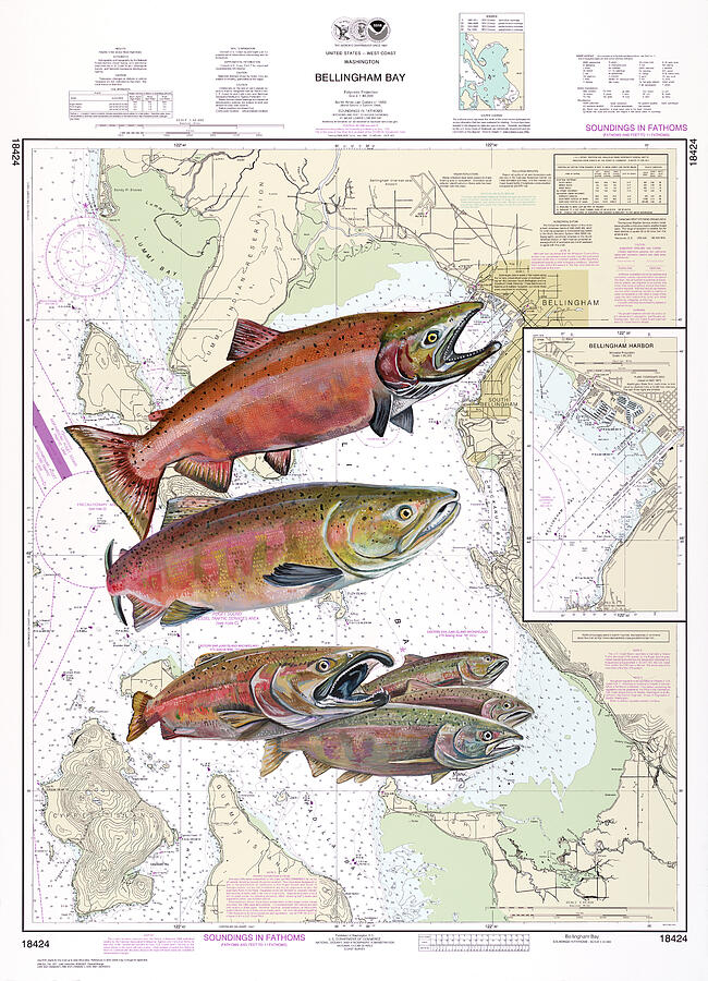 Bellingham Bay Sockeye Painting by Mark Ray