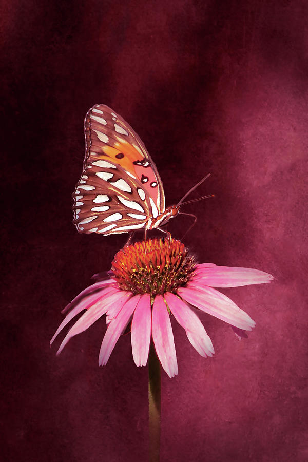 BF Gulf Fritillary 6A Photograph by Sally Fuller