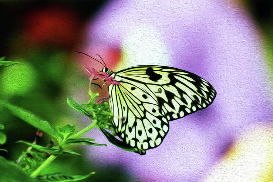 BF Rice Paper 2B Photograph by Sally Fuller