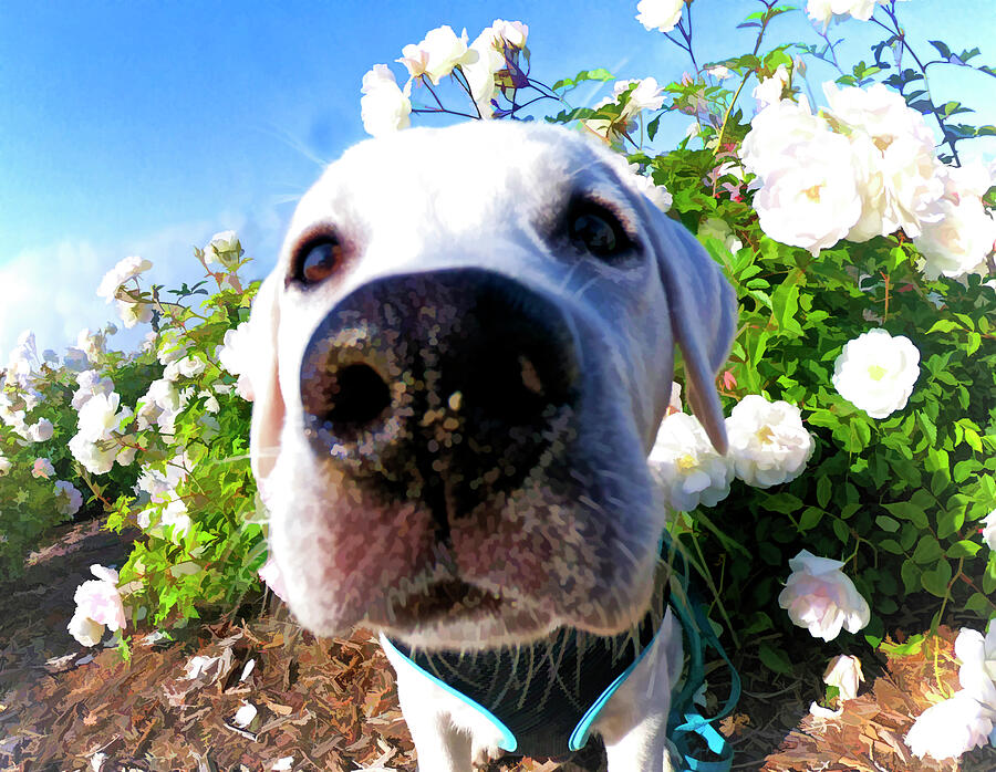 Curious White Labrador Retriever Puppy among spring flowers Digital Art by Waterdancer