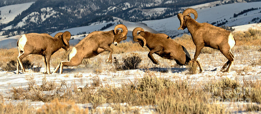 Bighorn Brawlers Giant Panorama Photograph by Adam Jewell