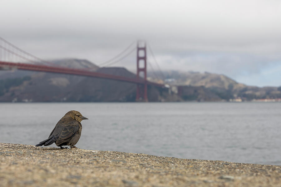 Bird by Golden Gate Bridge by John Twynam