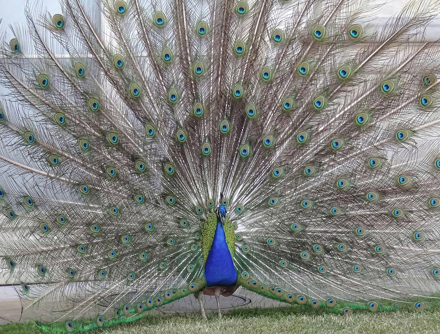 Bird Of Paradise Photograph by Andre Petrov