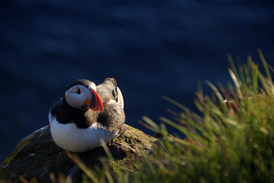 Bird on a shelf #1 Photograph by Christopher Mathews