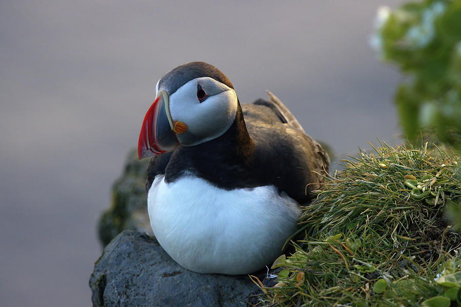 Bird on a shelf #2 Photograph by Christopher Mathews