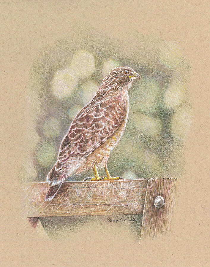 Bird on Fence Drawing by Terry Edeker