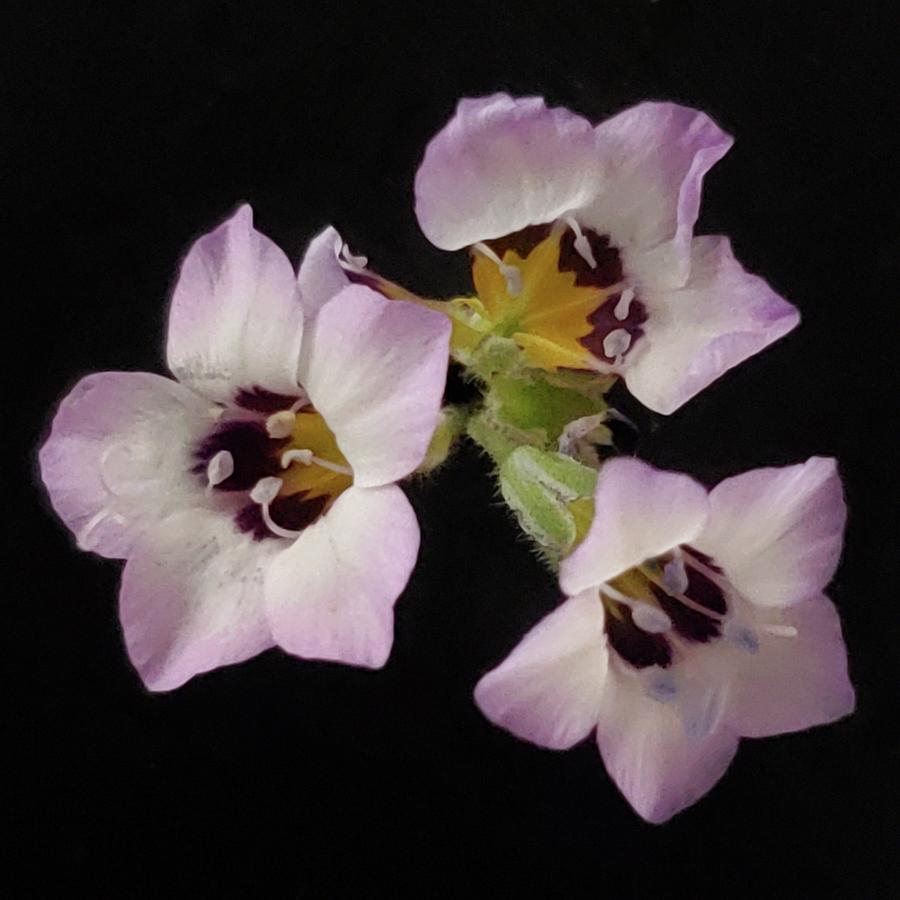 Birds-Eye Gilia Photograph by Joy Garso