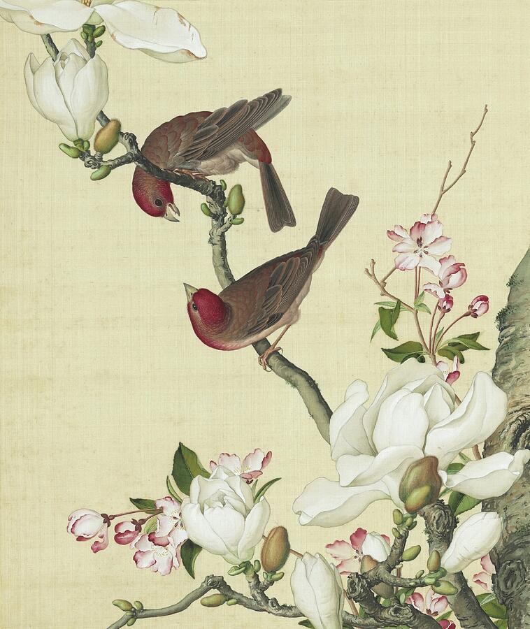 Birds Among Magnolias and Crab Apple Blossoms Painting - Birds, flowering crab apple and white magnolia blossom - Chinese flower paintings by Giuseppe Castiglione Lang Shining