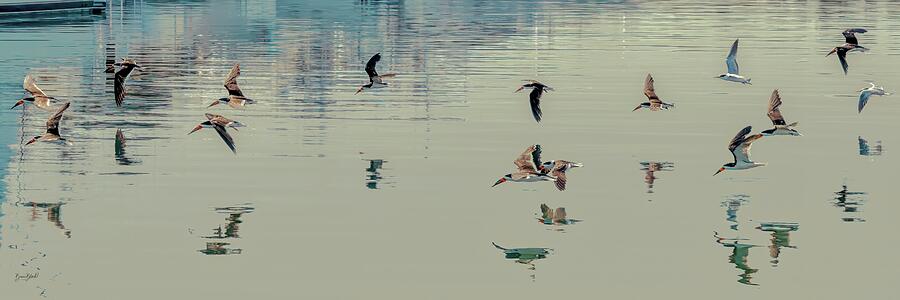 Birds in Flight Over Water Photograph - Birds in Flight Over Water by Bruce Block