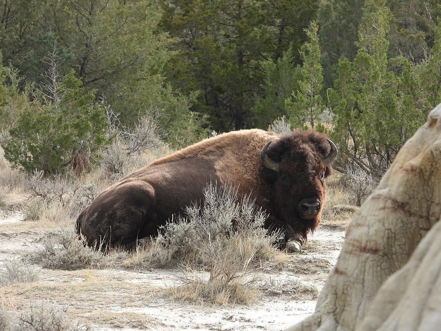 Bison On The Trail 2 Photograph by Amanda R Wright