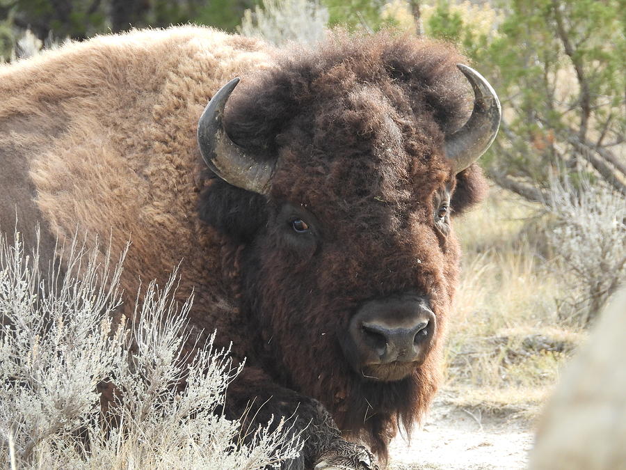 Bison On The Trail 3 Photograph by Amanda R Wright