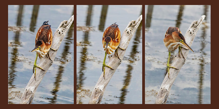 Bittern Least 7-8-9A Photograph by Sally Fuller