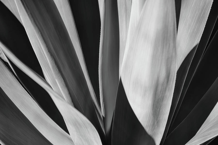 Black and White Agave Photograph by Rebecca Herranen