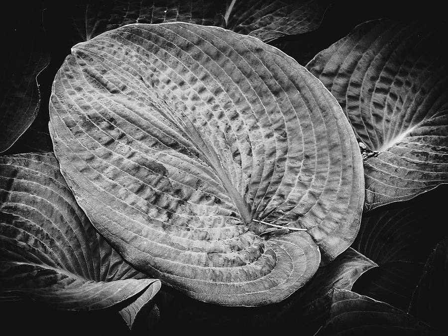 Black and white Large leaf Photograph by Louis Dallara