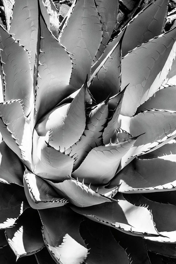 Black Arizona Series - Agave Photograph by Philippe HUGONNARD