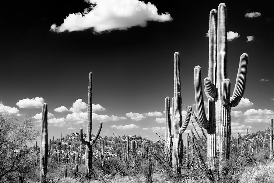 Saguaro Cacti Under Bright Clouds Photograph - Black Arizona Series - Saguaro Cactus Desert by Philippe HUGONNARD