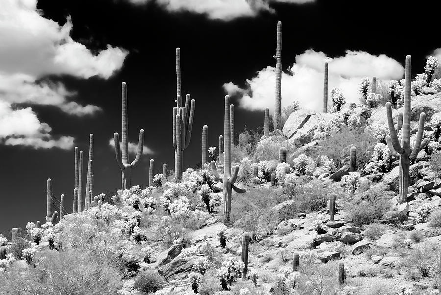 Majestic Cacti on Desert Hill Photograph - Black Arizona Series - Saguaro Cactus Hill by Philippe HUGONNARD