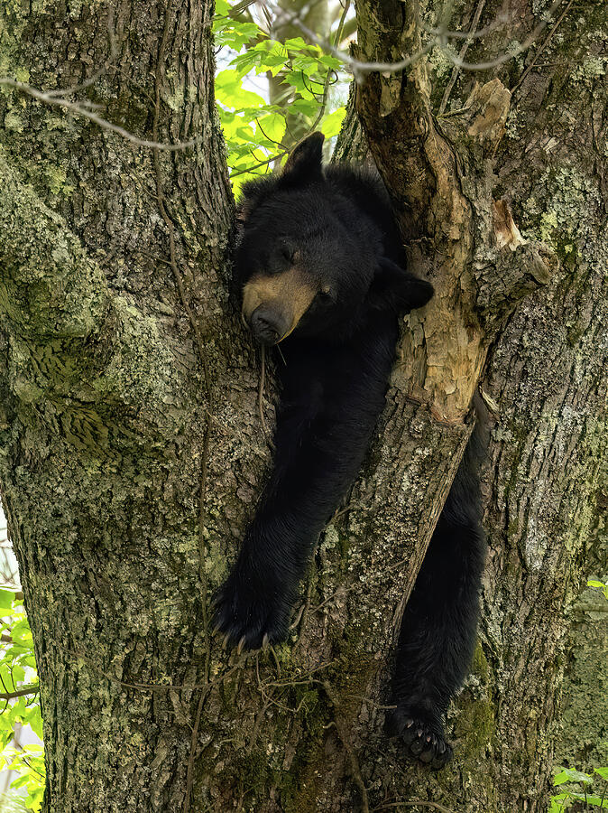 Black Bear Siesta Photograph by Gina Fitzhugh