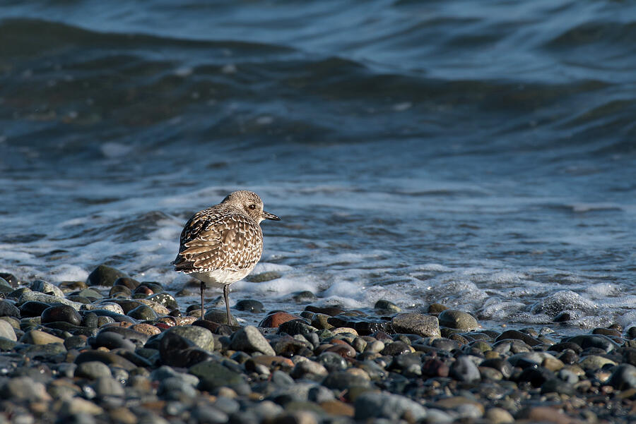 Black-bellied Plover on Pebbles Photograph by Nancy Gleason