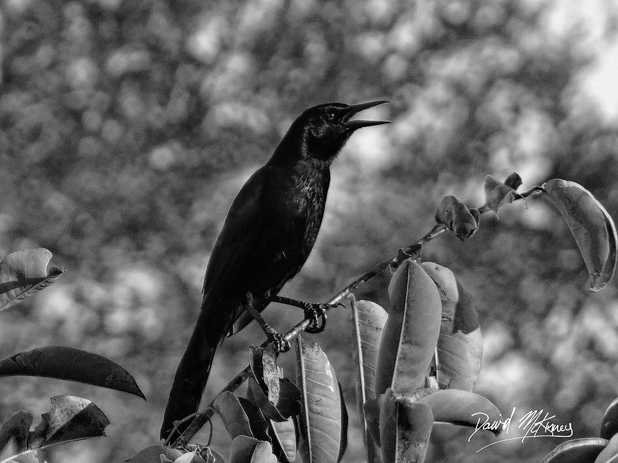 Black Bird Photograph Boat-tailed Grackle Photograph by David McKinney