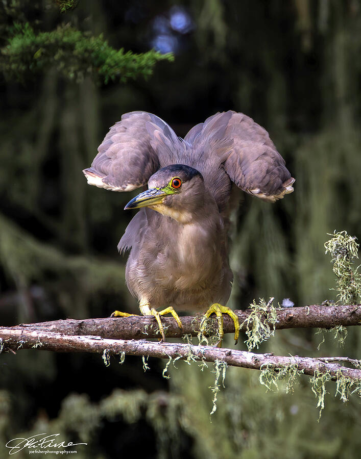 Black-capped Night Heron, Wing-flexing Photograph by Joe Fisher