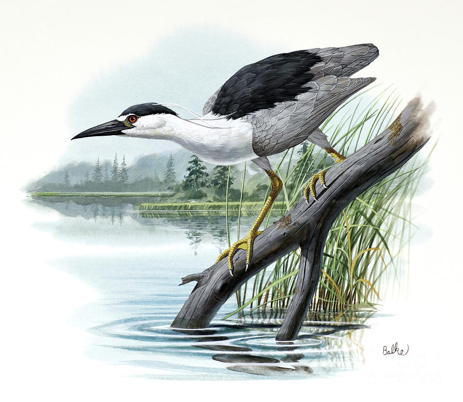 Black-crowned Night Heron Painting by Don Balke