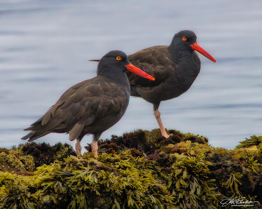 Two Black Oystercatchers on Rocky Shore Photograph - Black Oystercatchers by Joe Fisher
