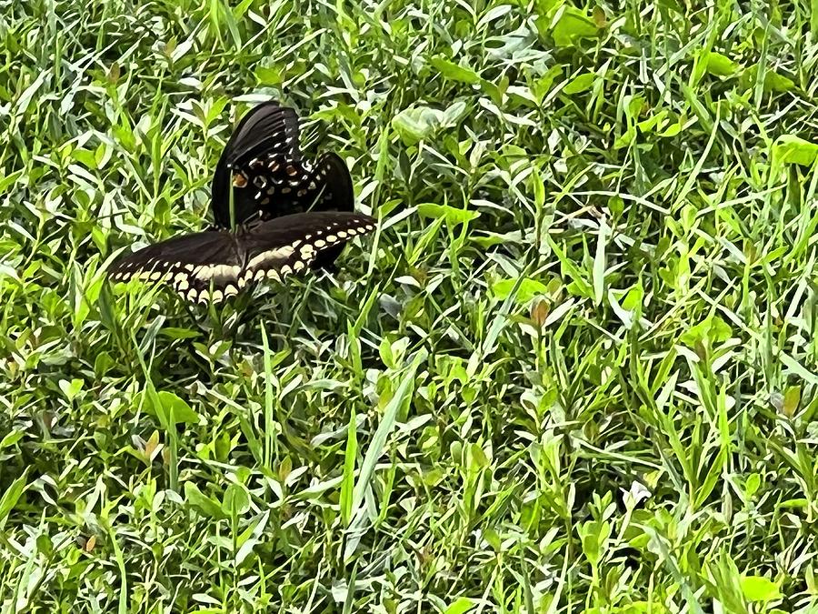 2 Black Swallowtail butterfly Photograph by Doreen Rosselli