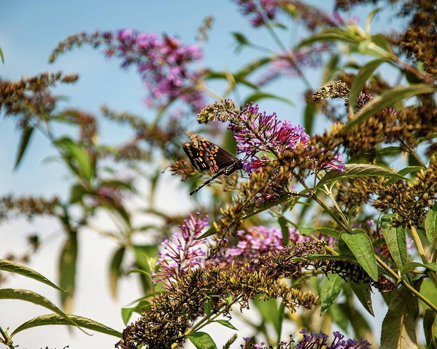 Black Swallowtail On A Bush Photograph by Flees Photos