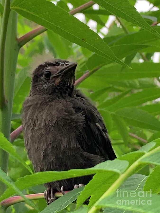 Blackbird Photograph by Catherine Wilson