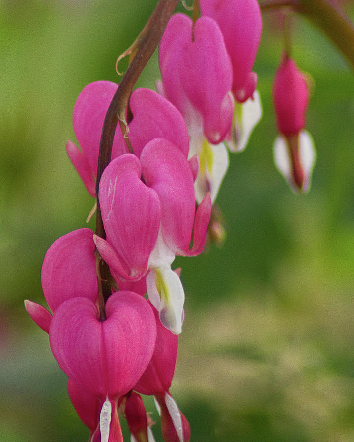 Bleeding Hearts Photograph by Robert Allen Hill