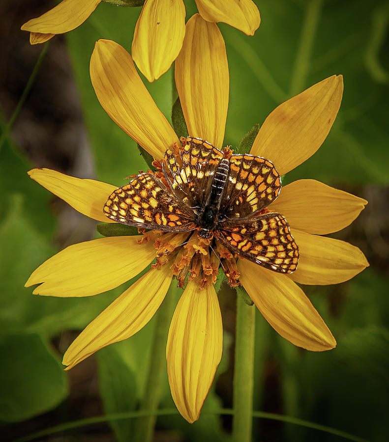 Blending In Photograph by Tim Lyden