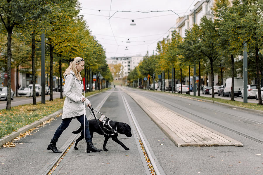 Blind woman crossing road with dog in city Photograph by Maskot