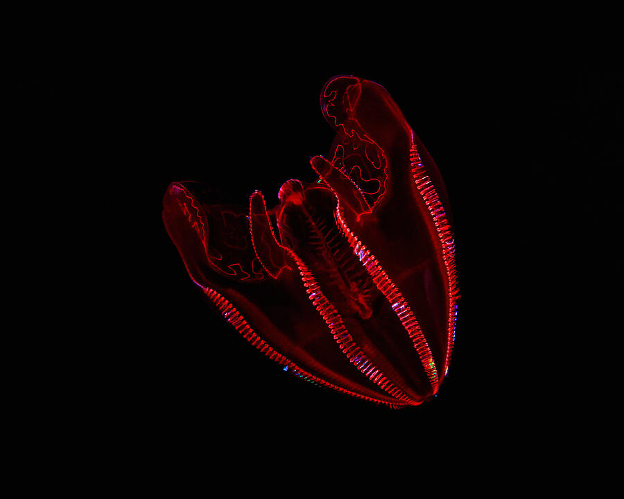Bloody-Belly Comb Jelly Photograph by KJ Swan