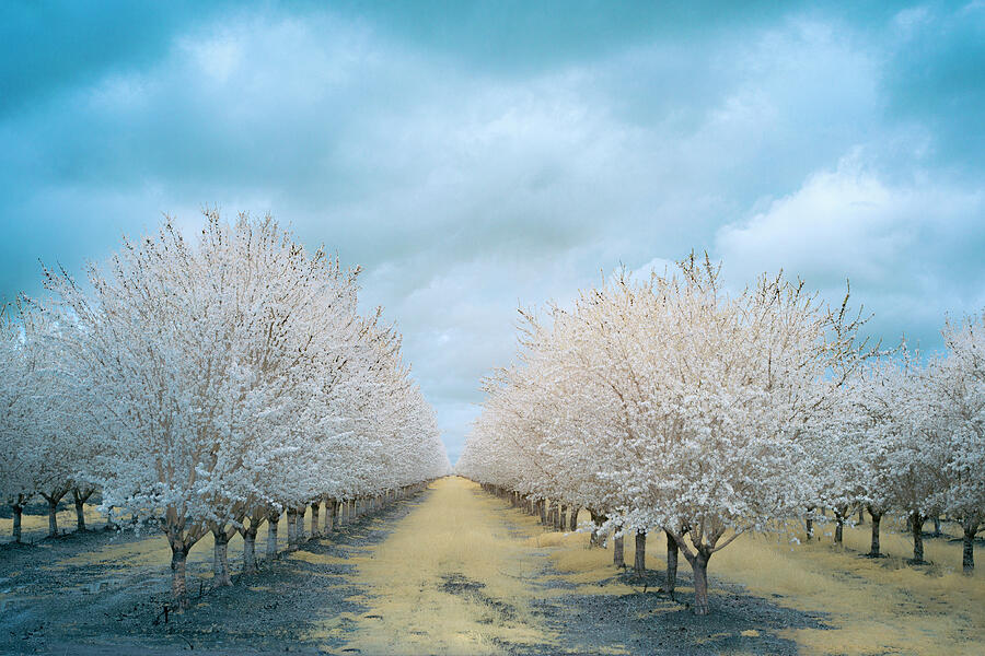 Blooming Almonds Infrared - Artois California Photograph by Mike Lee