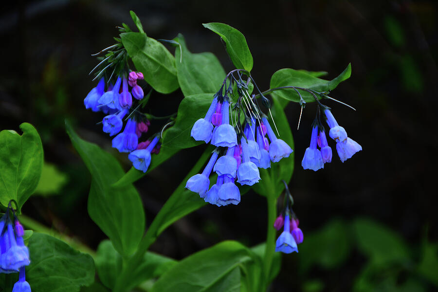 Blooming Bluebell Flowers Photograph - Blooming Bluebell Flowers by Raymond Salani III