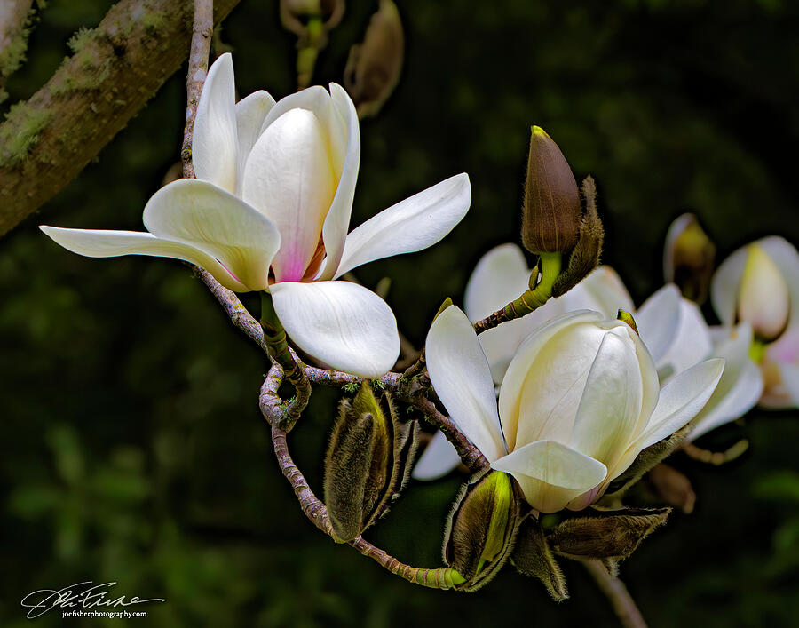 Blooming Magnolia Flowers Photograph - Blooming Magnolia Flowers by Joe Fisher