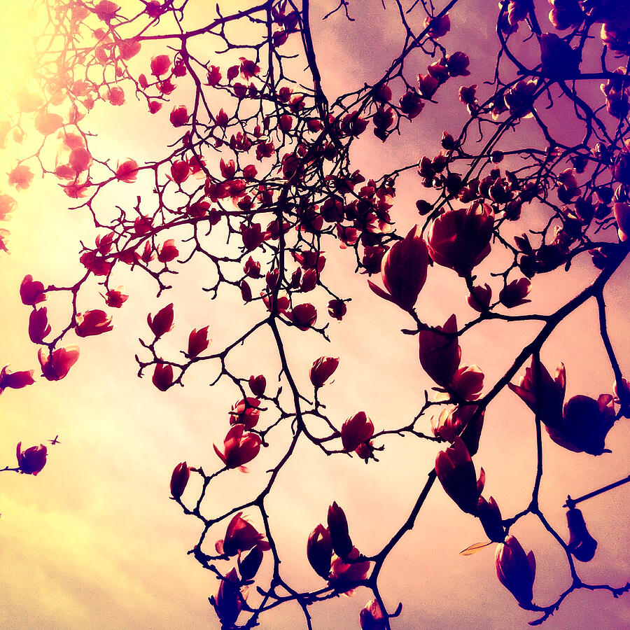 Magnolia Blooms Against Sunset Sky Photograph - Blooming Magnolias by Onedayoneimage Photography