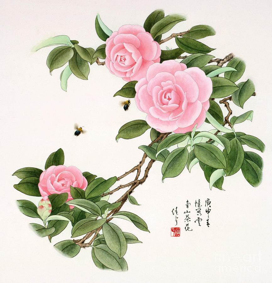 Blossoms of China - Camellia Painting by Ren Yu
