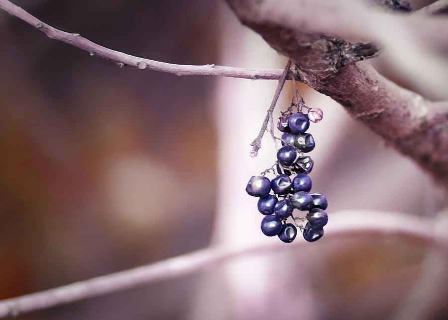 Purple Haze Photograph by Gian Smith