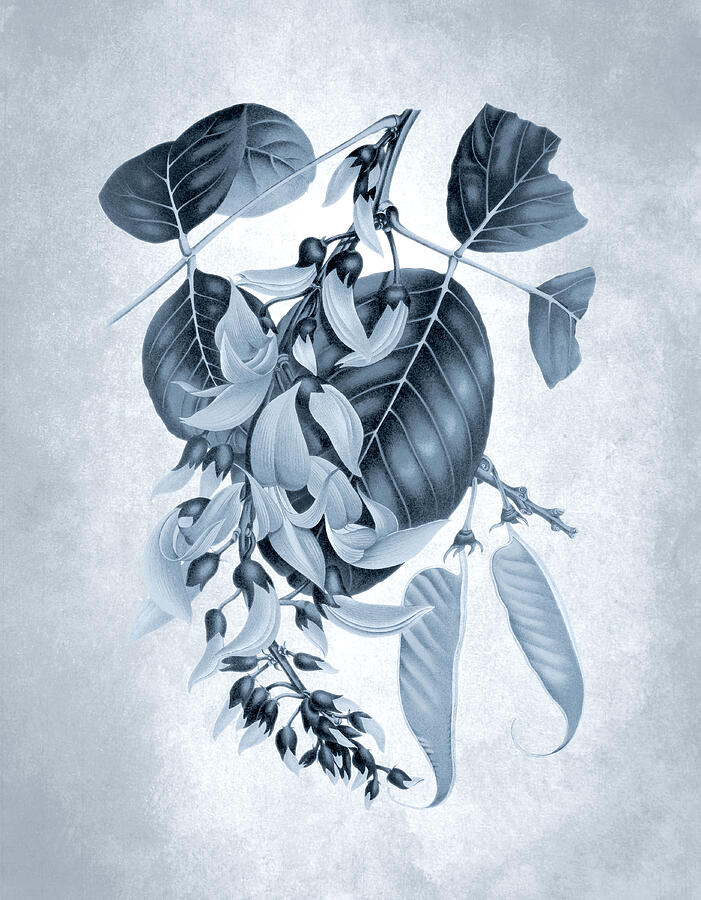 Blue and White Botanical Composition Digital Art - Blue and white plants - Flame of the forest, bastard teak tree by Madame Berthe Hoola van Nooten