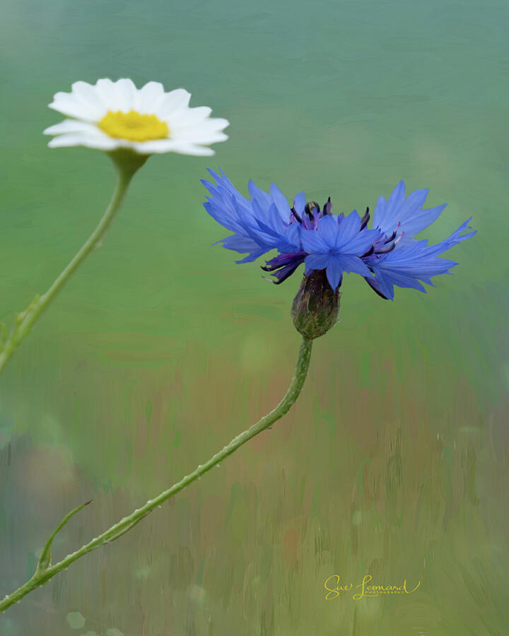 Blue Cornflower and White Daisy Photograph - Blue Cornflower by Sue Leonard