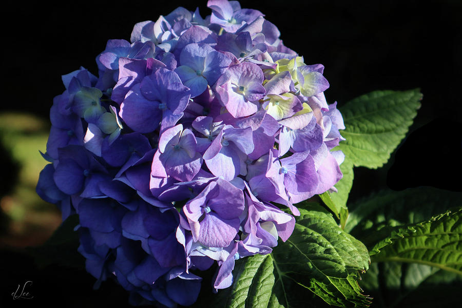 Blue Hydrangea Flower Photograph by D Lee