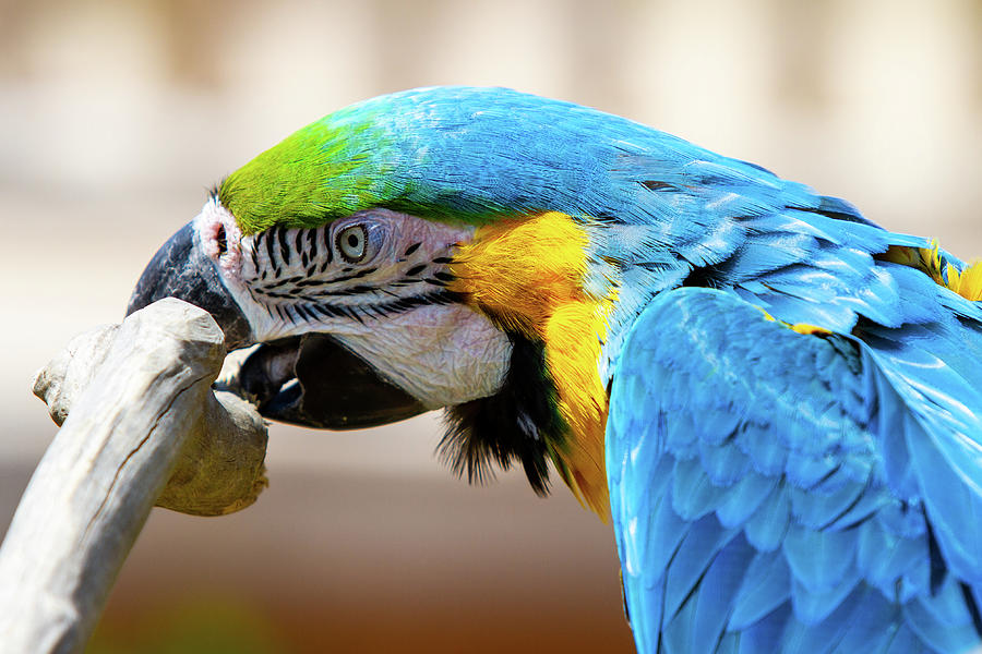 Blue Parrot Photograph by NorthEast Creativity