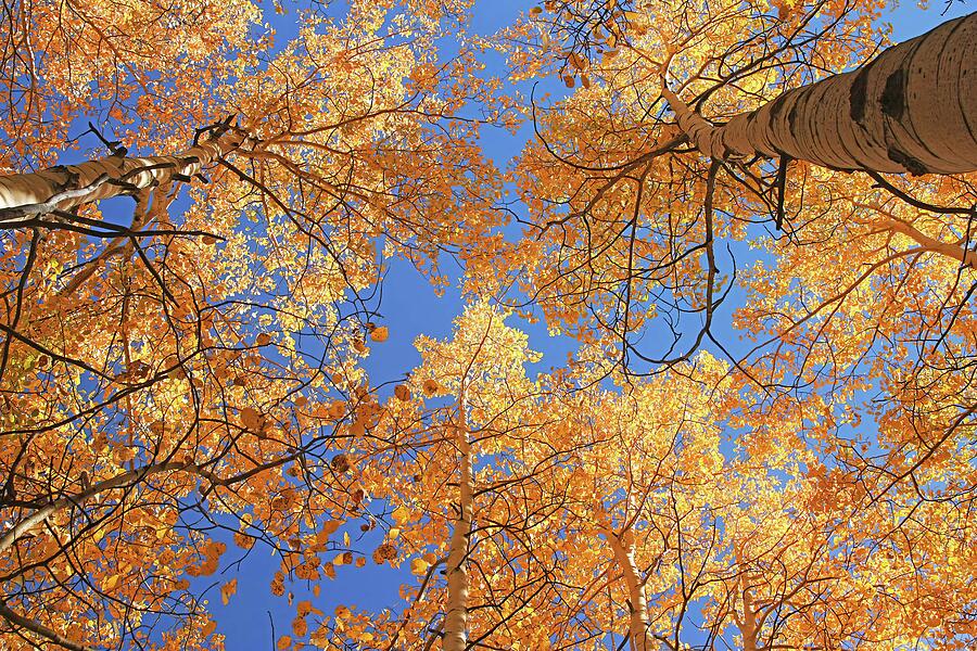 Blue Sky Aspens Photograph by Rick Perkins