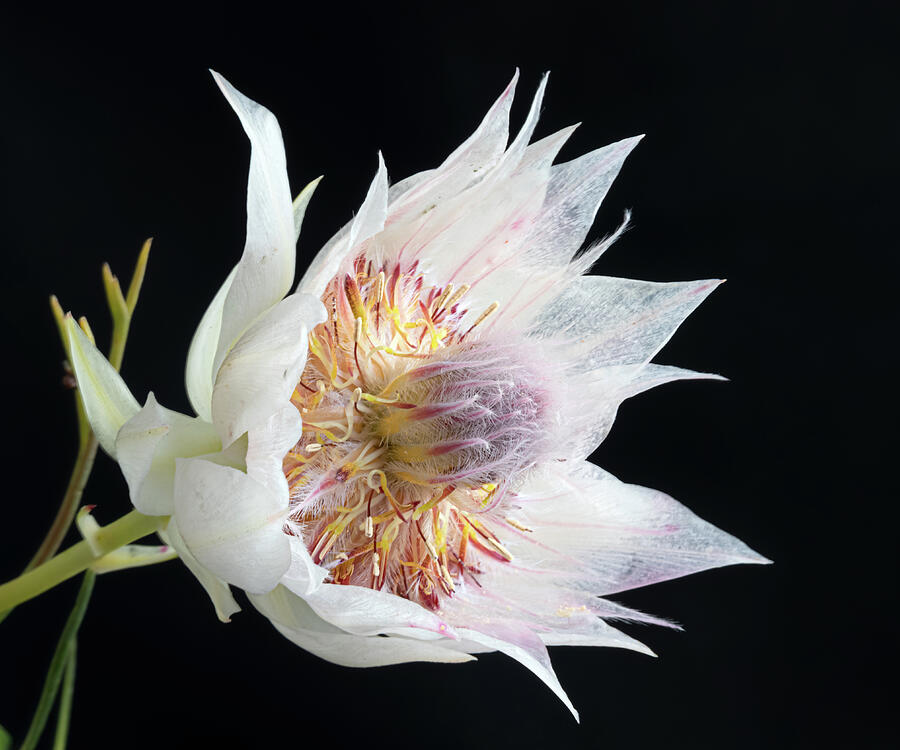 Delicate Protea Bloom Photograph - Blushing Bride by Shirley Mitchell