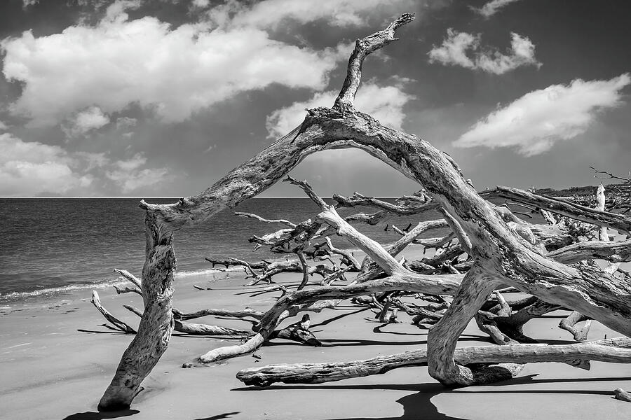 Boneyard Beach, Big Talbot Island State Park - 3 Photograph by Kelley King