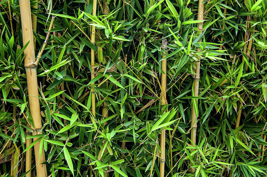 Bordo Park Bamboo Photograph by William Scott Koenig