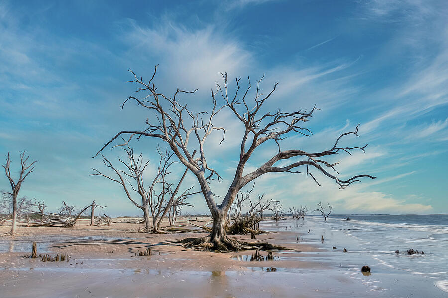Botany Bay Boneyard Beach Edisto Island South Carolina Painterly ...